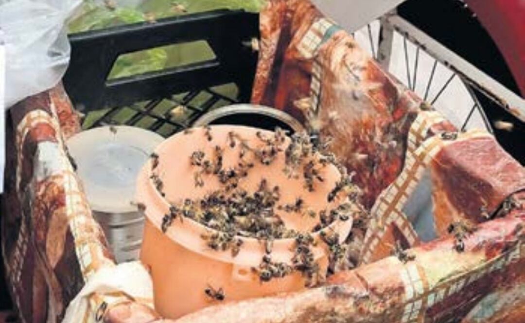 Café, pan dulce y abejas: la increíble historia de la “Reina de las Abejas” en la Condesa