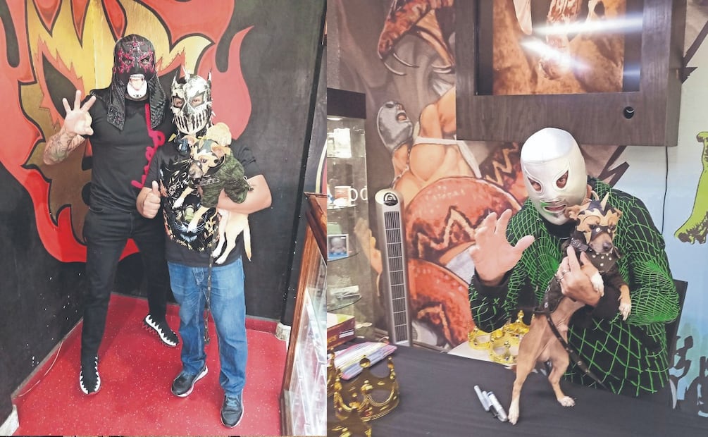 Conoce a Drago Kan, el Chihuahua luchador que se volvió viral
ESPECIAL 
SERGIO TREJO. EL GRÁFICO