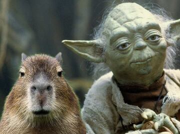 ¿Cómo se vería un Capibara si fuera un personaje de Star Wars?