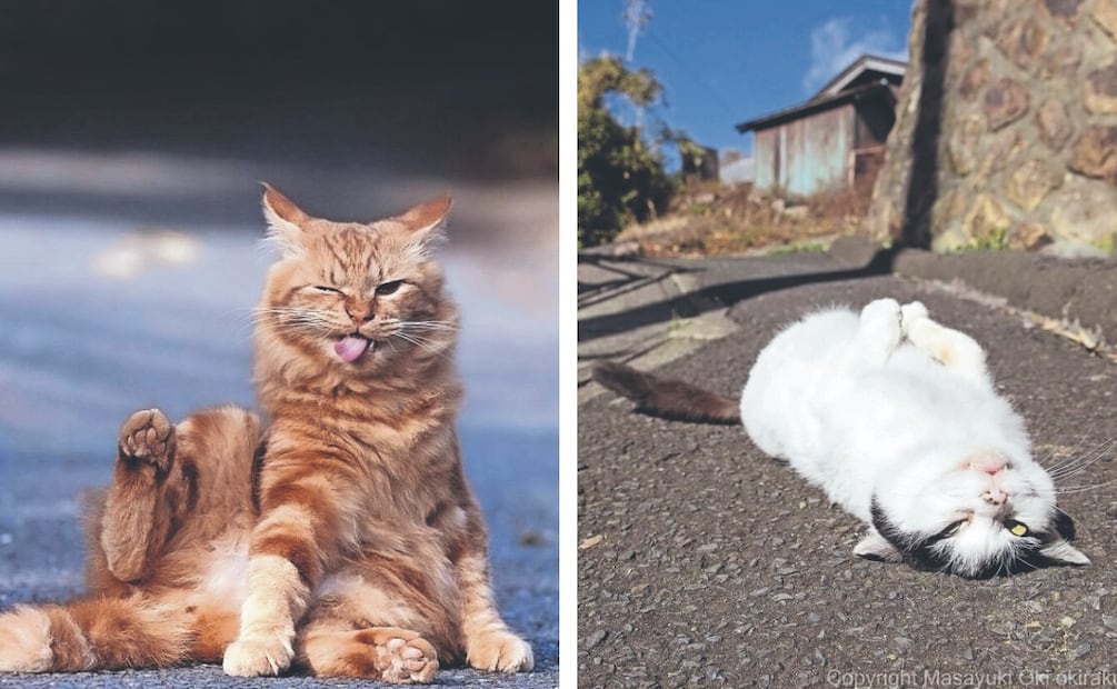 Gatos callejeros de Japón: Las fotos virales de Masayuki Oki que parecen escenas de anime