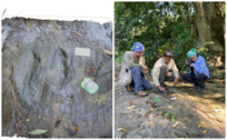 ¡Hallazgo sorprendente! Encuentran huellas de dinosaurios en Michoacán, eran terópodos del Cretácico