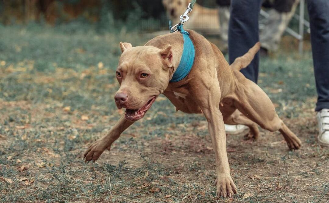 Mascotas - Reglamento CDMX