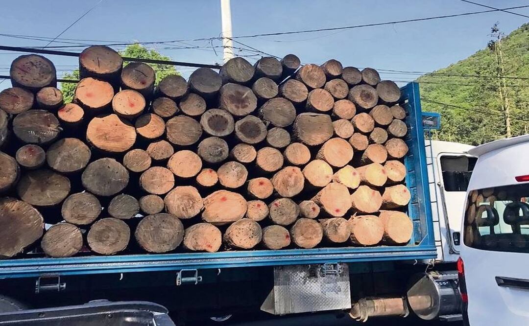 Incendios devastan bosque en Jilotzingo y ni así se detiene la tala ilegal