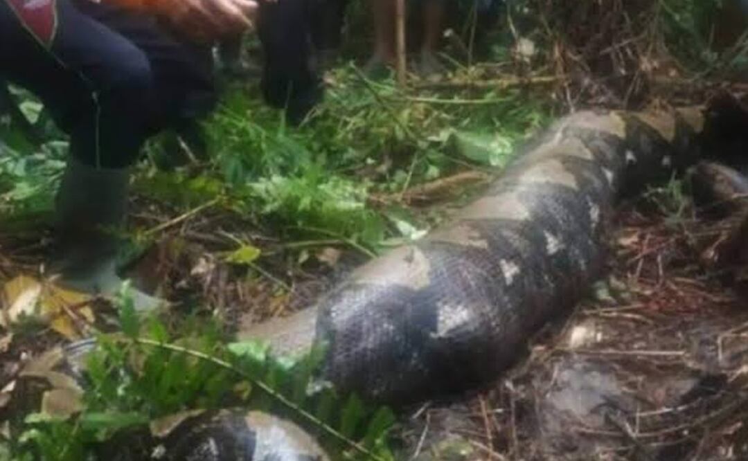 ¡IMPACTANTE! Encontraron a una mujer dentro del cuerpo de una serpiente