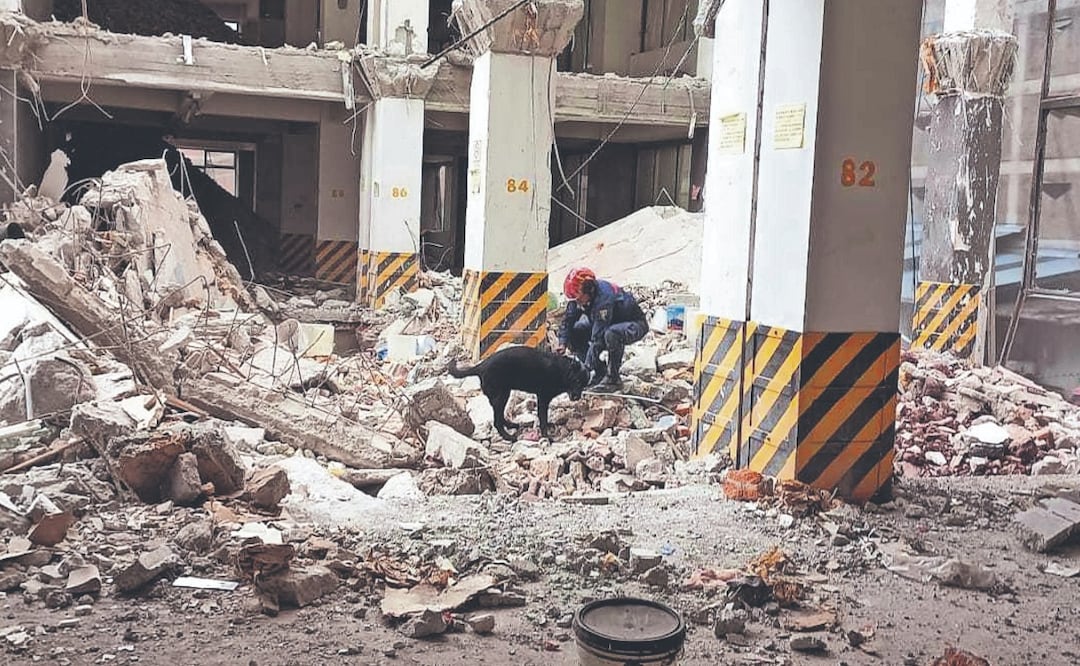 “En cinco minutos marcó a la primera víctima”: así trabajó el perro Togo tras el derrumbe en San Antonio Abad
Imagen: Especial