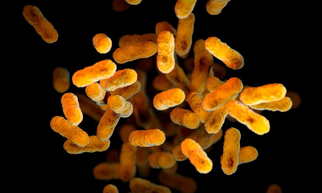 Bacteria Bordetella pertussis, causante de la tos ferina. Foto: AP