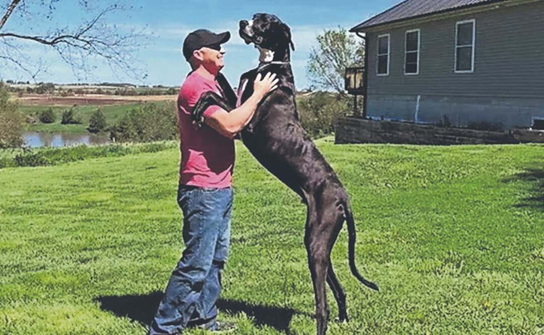 Gran danés sorprende con su gran tamaño y sus 90 kilos