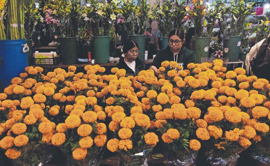 Cempasúchil para Día de Muertos. Foto: (Hugo Salvador)