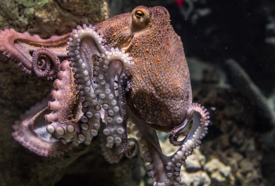 Pulpo (Foto: Pixabay)