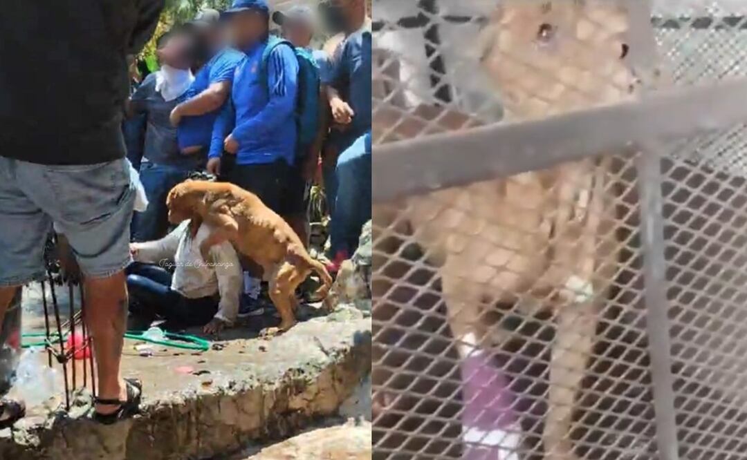 Perrito se hace viral al intentar defender a presunta asesina de la niña Camila, en Taxco