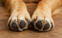 ¿Por qué las patitas de perro huelen a frituras? Te contamos la razón de su peculiar olor