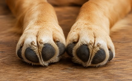¿Por qué las patitas de perro huelen a frituras? Te contamos la razón de su peculiar olor