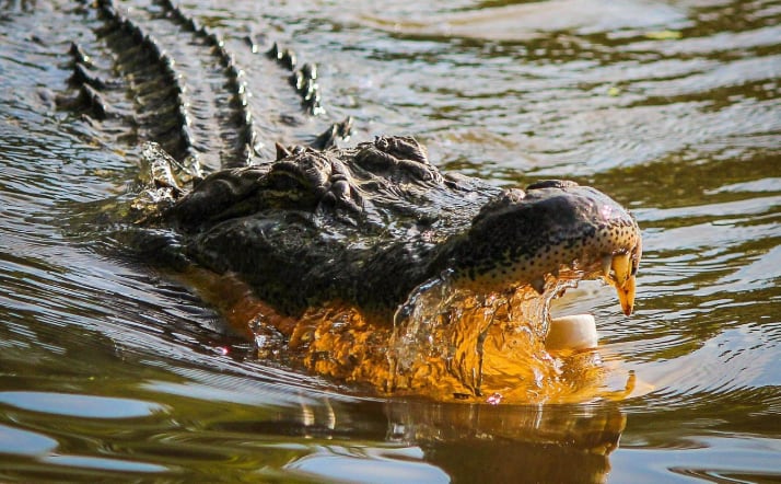 Alertan por cocodrilo en lago de Valsequillo, Puebla: Piden suspender actividades acuáticas