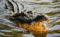 Alertan por cocodrilo en lago de Valsequillo, Puebla: Piden suspender actividades acuáticas