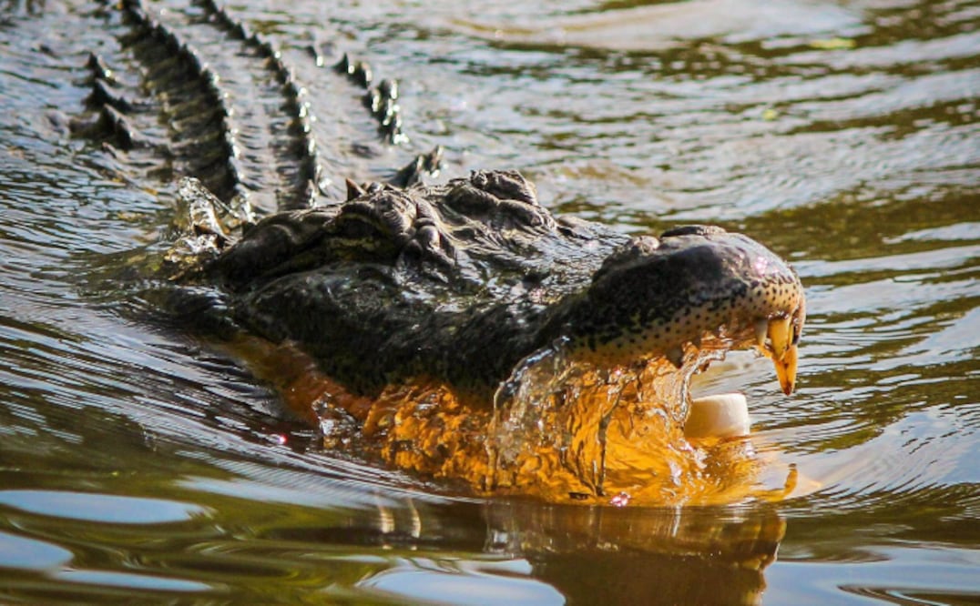 Alertan por cocodrilo en lago de Valsequillo, Puebla: Piden suspender actividades acuáticas (Foto: Ilustrativa / Pixabay)