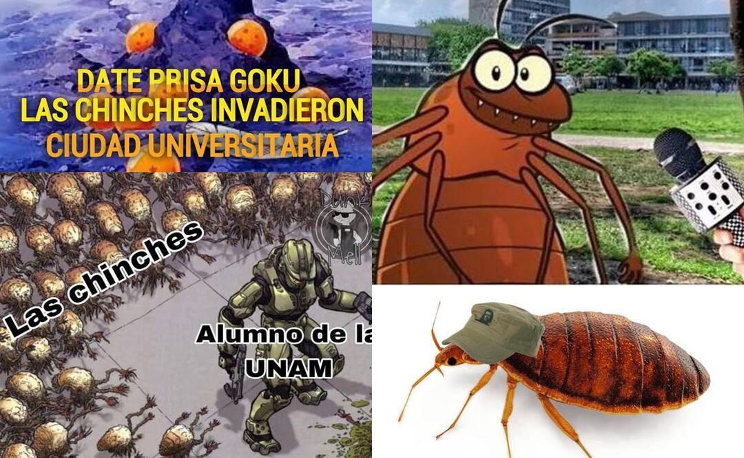 Chinches lograron entrar a la UNAM antes que varios aspirantes y se desatan los memes