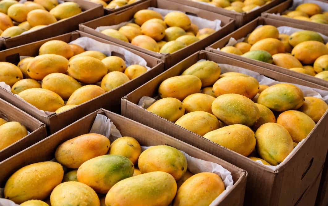 Ladrones se hacen pasar por funcionarios del Bienestar para robar 22 toneladas de mango, en Chiapas (Foto: Creada con IA)