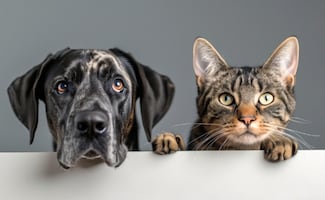 ¿Cómo saber si tu perro o gato tiene pulgas y qué hacer si las encuentras?