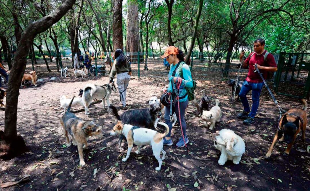 ¡Habrá más control! Vuelven perritos a parque canino, en CDMX
