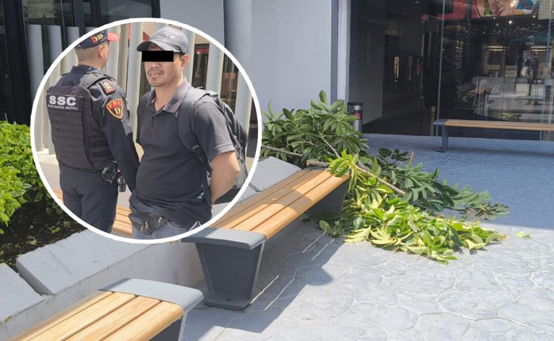 Tala ilegal en Plaza de CDMX (Foto: Especial)