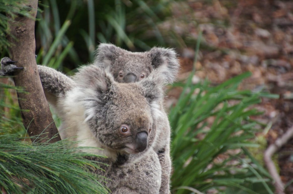 Koala con su bebé (Foto: Pixabay)