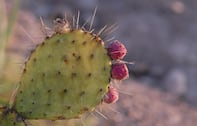 La verdad sobre el NOPAL: Beneficios para la salud, riesgos y la mejor forma de consumirlo