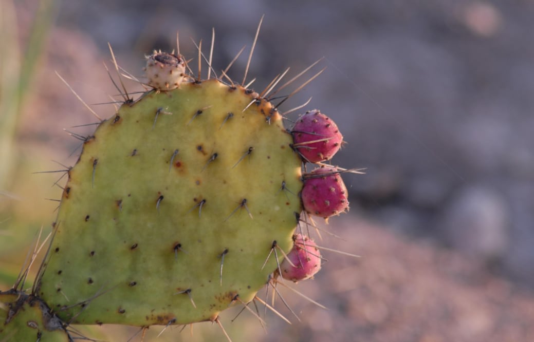 La verdad sobre el NOPAL: Beneficios para la salud, riesgos y la mejor forma de consumirlo (Foto: Pixabay)