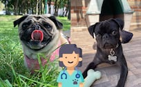 ¡Gratis! Esteriliza a tu Bulldog, Shih Tzu, Boxer o Pug entre el 20 de abril y el 8 de mayo