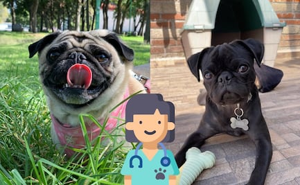 ¡Gratis! Esteriliza a tu Bulldog, Shih Tzu, Boxer o Pug entre el 20 de abril y el 8 de mayo