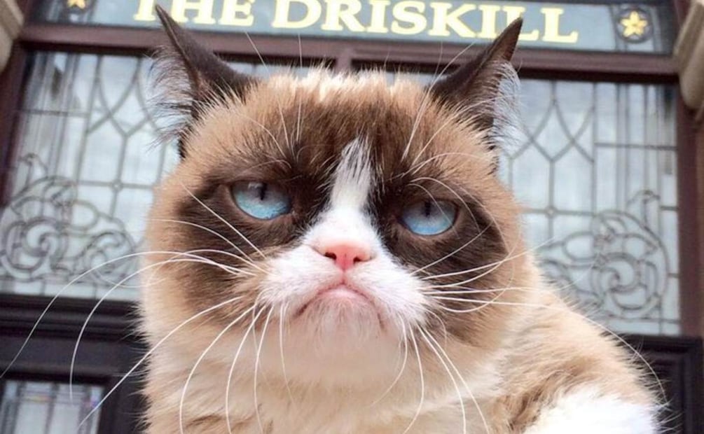 Foto: @RealGrumpyCat (Grumpy Cat)