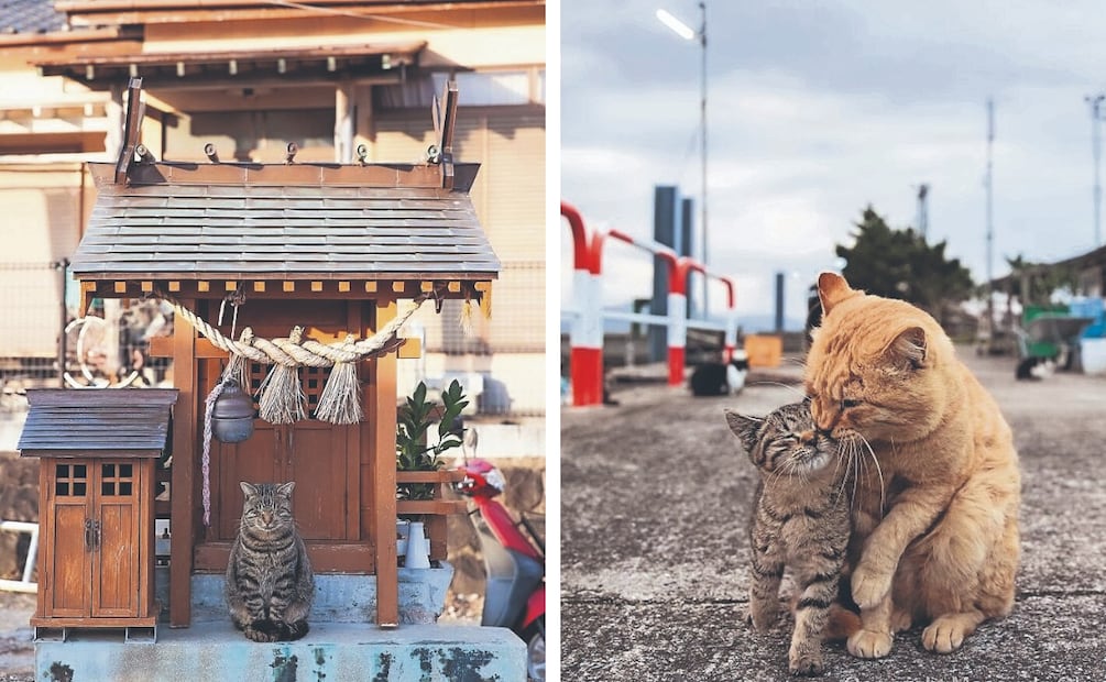 Gatos callejeros de Japón: Las fotos virales de Masayuki Oki que parecen escenas de anime