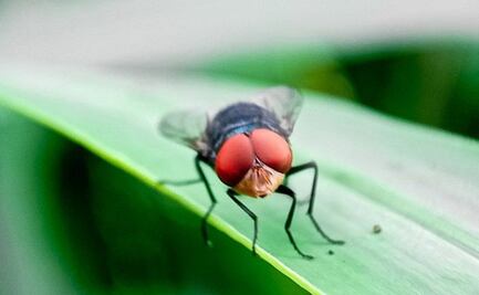 Primer caso de infección por gusano barrenador en una abuelita en Chiapas