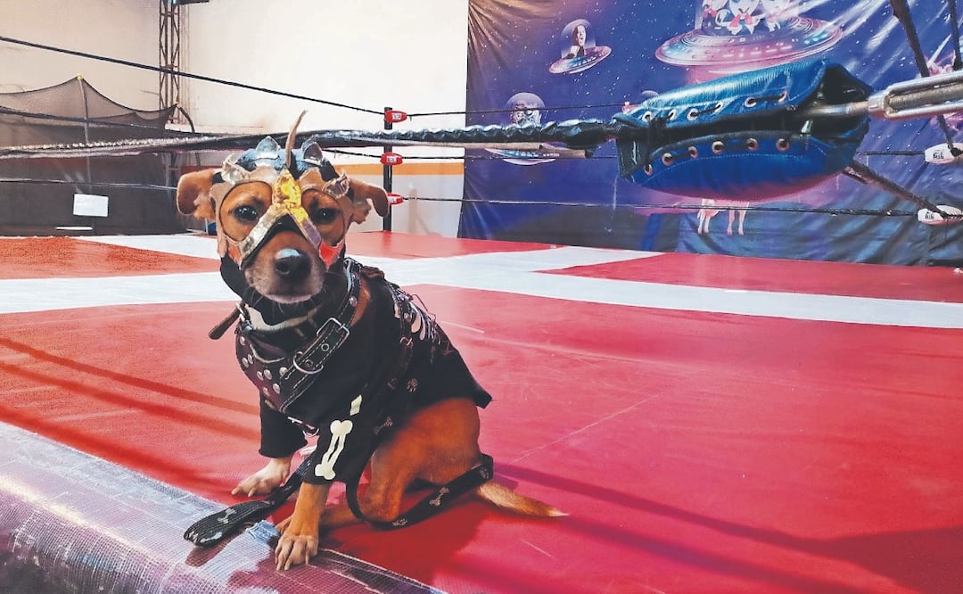 Conoce a Drago Kan, el Chihuahua luchador que se volvió viral ESPECIAL 
SERGIO TREJO. EL GRÁFICO