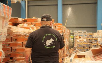 La historia de las ratas gigantes de Ecatepec: ¿Cómo el video viral desencadenó la fumigación?