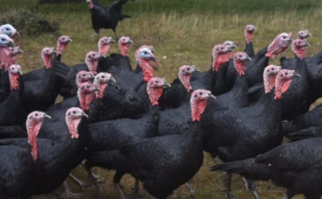 ¡CUIDADO! Pavos para navidad son abusados sexualmente, denuncia PETA