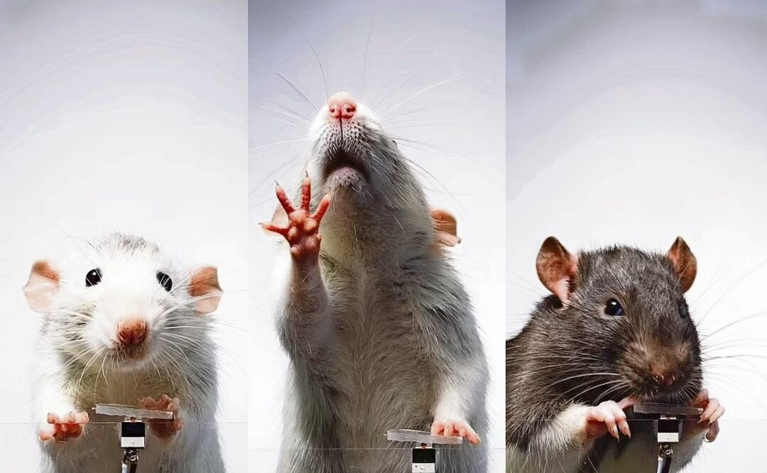 Grupo de ratas se volvió adicto a tomarse selfies, en Francia