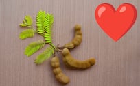 5 Beneficios del Tamarindo que no conocías: el tercero te ayudará más de lo que crees