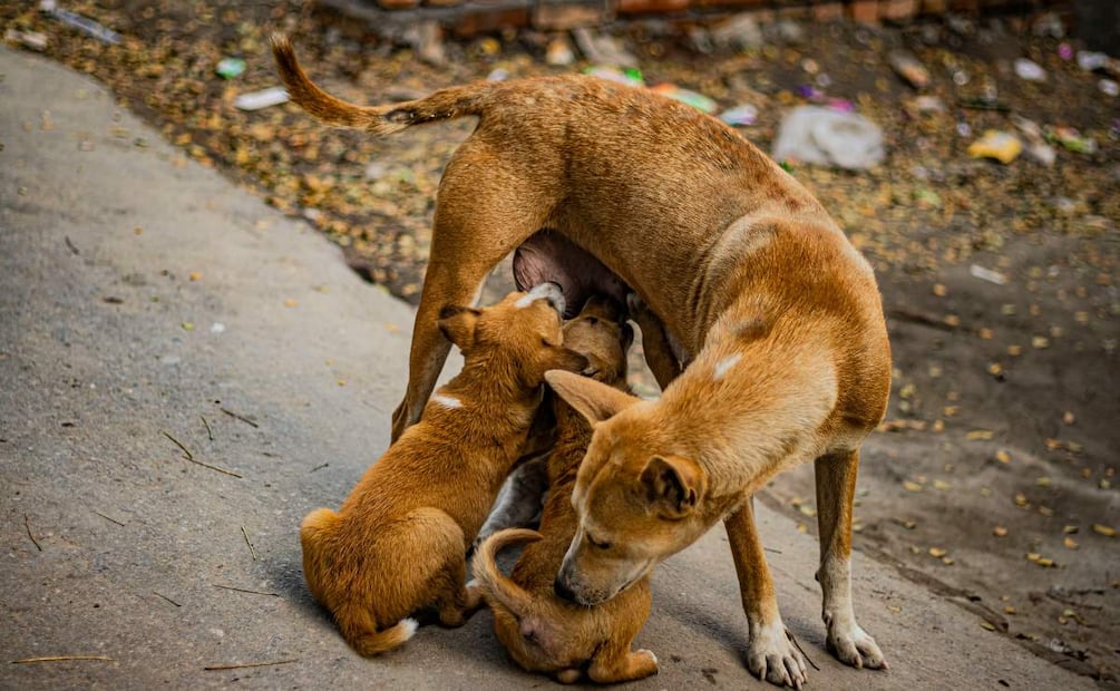 Foto ilustrativa: Unsplash (Recientemente, autoridades municipales informaron que rescataron seis camadas de cachorros abandonados )