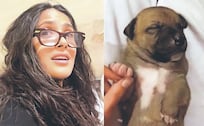 Salma Hayek rescata perrita en Veracruz y ahora busca hogar para 10 cachorros
