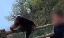 VIDEO: Turista agrede a mono protegido en China… terminó vetado 