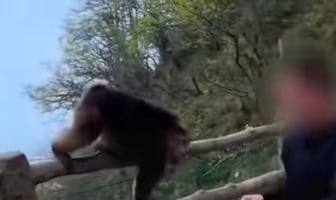 VIDEO: Turista agrede a mono protegido en China… terminó vetado 