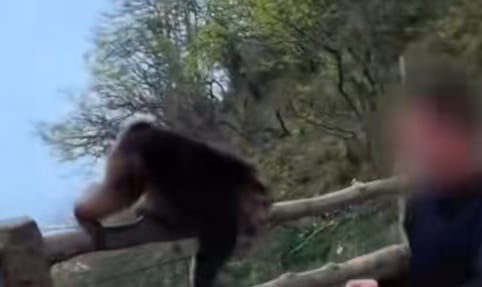 VIDEO: Turista agrede a mono protegido en China… terminó vetado 