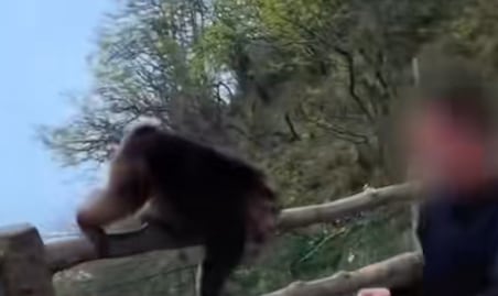 VIDEO: Turista agrede a mono protegido en China… terminó vetado