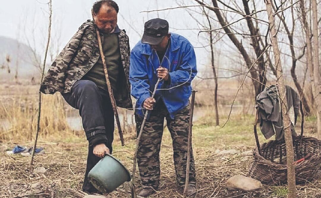 Invidente y manco se unen para plantar miles de árboles y llevan 10 mil ¿Cuántos plantarán? 
Imagen: AP
