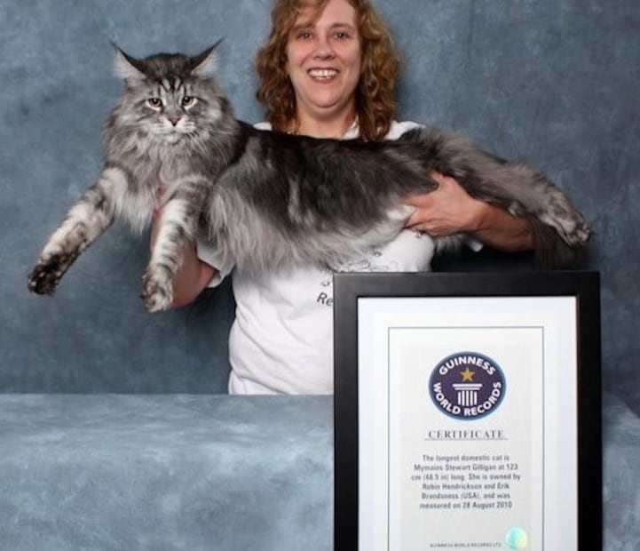 Día Internacional del Gato: conoce a los mininos que se volvieron leyenda mundial. Foto: (Especial)