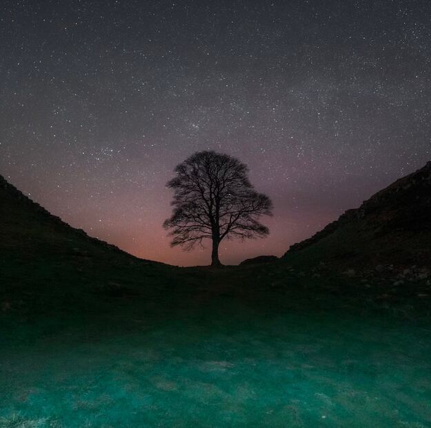 Árbol Robin Hood (Foto: X)