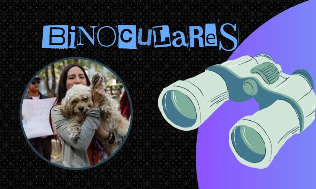 ¿Mejor vida? Las dudas que rodean el rescate de perros del Refugio Franciscano (Foto: Hugo Salvador)