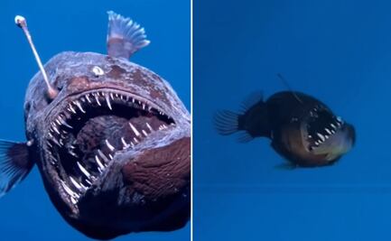 Se deja ver el monstruoso pez ‘Diablo Negro’  de la película “Buscando a Nemo” 