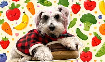 ¿Qué frutas y verduras pueden comer los perros? Lista de permitidas y prohibidas
