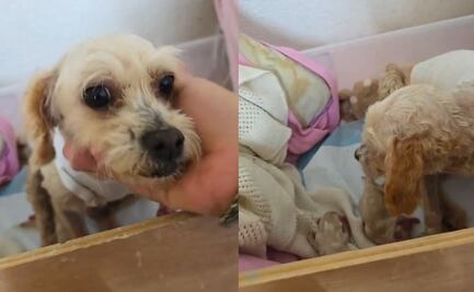 Cereza, perrita víctima de explosión en Puente de La Concordia mejora, 3 de sus cachorros no lo logran